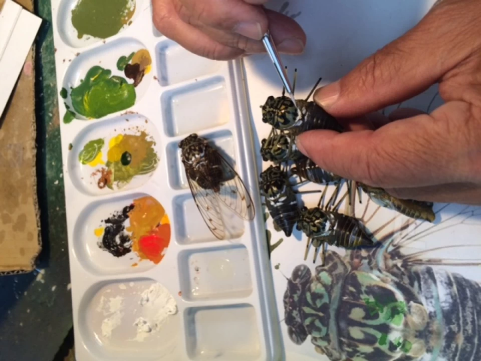 セミルアー（ミンミン）製作中